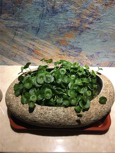 長春高新生長激素集采傳聞引發跌停，公司回應“市場預期但未獲信息”